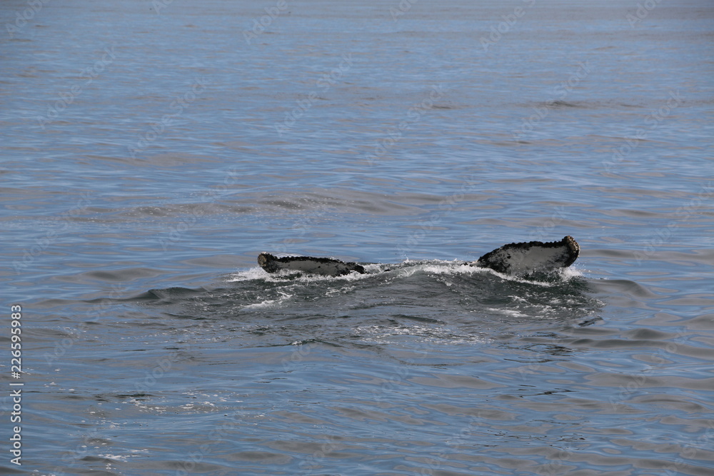 Obraz premium Whale Sighting