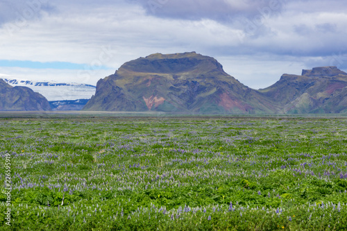 Iceland Wildflowers