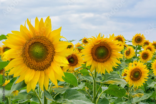 Fototapeta Naklejka Na Ścianę i Meble -  Blooming sunflowers against the backdrop of a cloudy summer sky. Agriculture, sunflower oil production