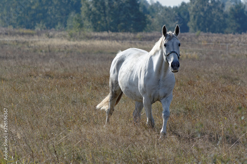 Biały koń spaceruje po polu