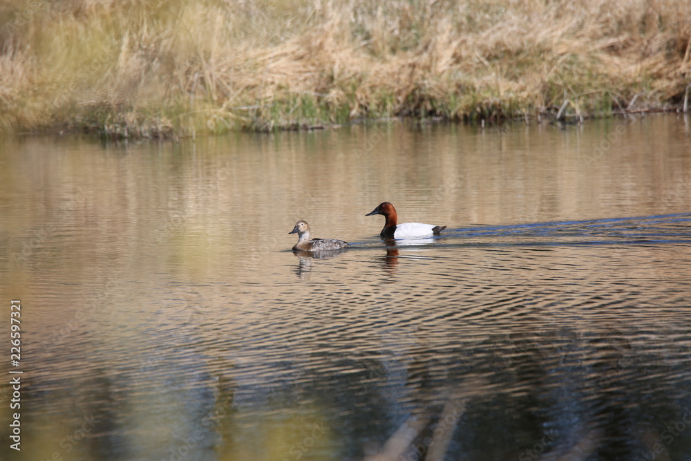ducks on lake ducks on lake