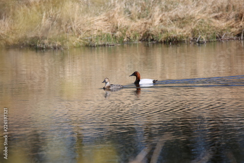 ducks on lake © Gordon