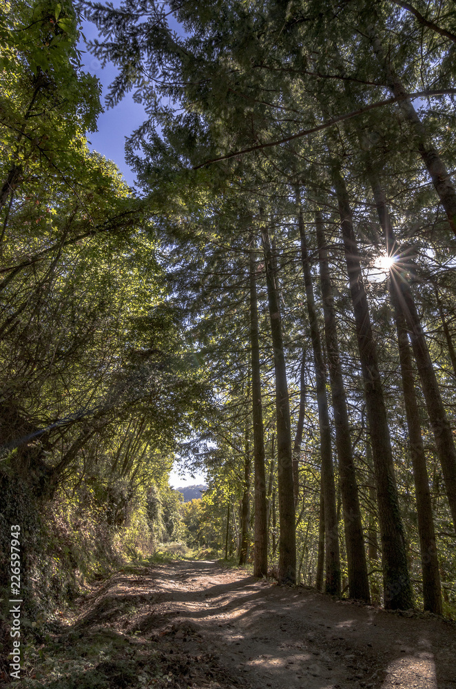 Sentiero nel bosco dove filtra la luce del sole tra i grandi alberi