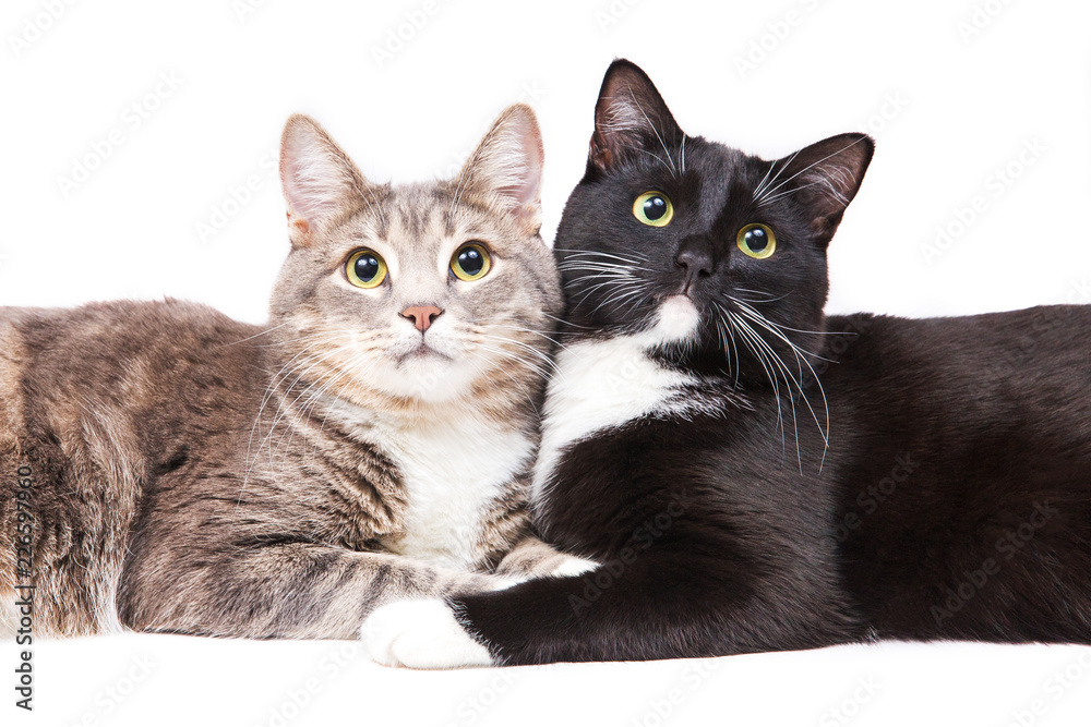 Two cats lying on white background. Pet and animals. Isolated on white. Gray, Black and white