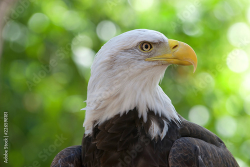 Close up portrait of a Bald Eagle, head and shoulders. Green trees OOF in background. The bald eagle is both the national bird and national animal of the United States of America.