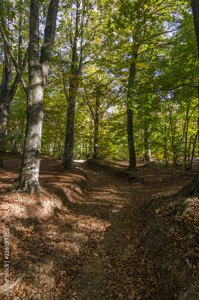 Bellissimo paesaggio autunnale nel bosco con il sentiero coperto di foglie Bellissimo paesaggio autunnale nel bosco con il sentiero coperto di foglie