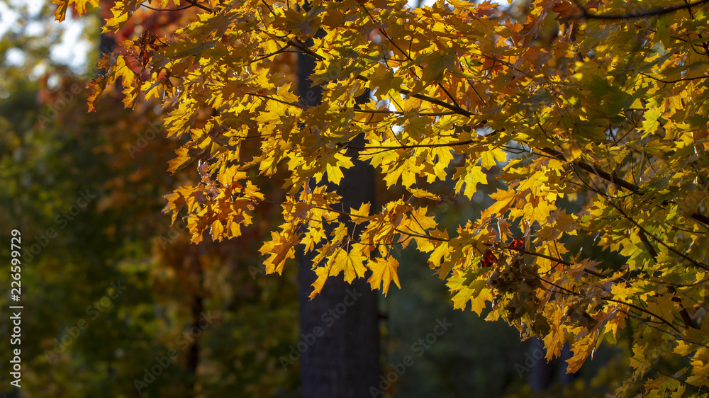 Branch with yellow leaves against the sunlight Branch with yellow leaves against the sunlight