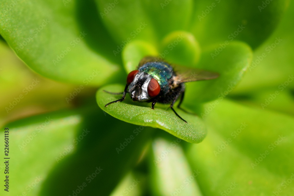 Fototapeta premium Fly