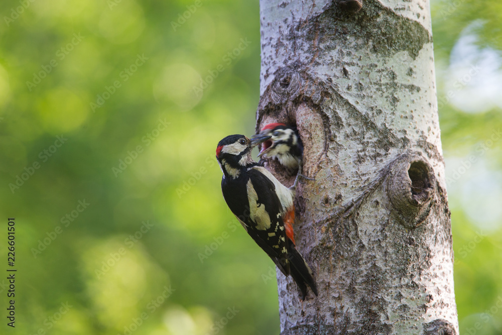The Great Spotted Woodpecker on the Nest The Great Spotted Woodpecker on the Nest
