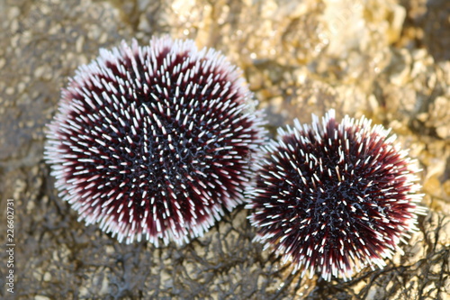 Albino sea urchin