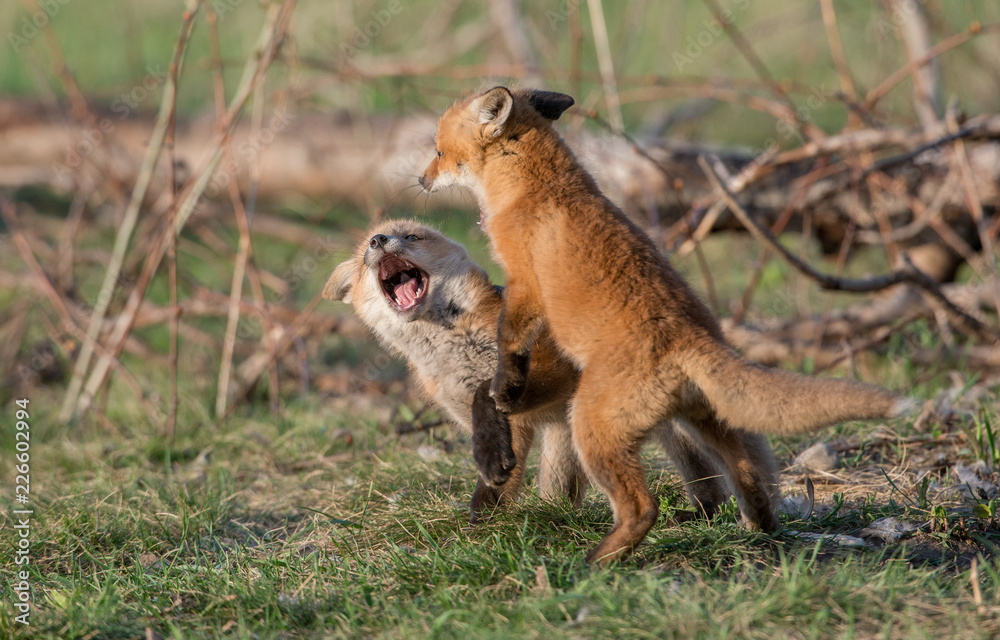 Fototapeta premium Red fox kits