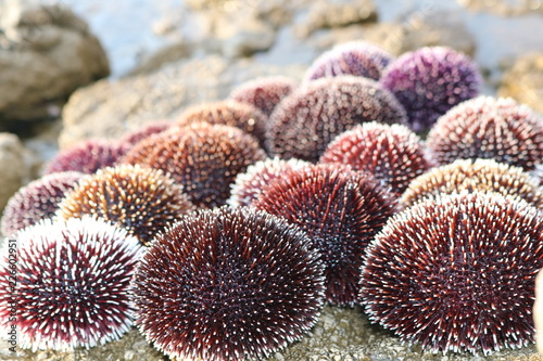 Urchin like fireworks