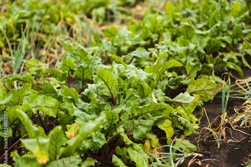 Sea beet, Beta vulgaris subsp. maritima, beetroot, table, garden, red, or golden beet, beet greens are green leaves with purple veins growing from a root crop in the ground.