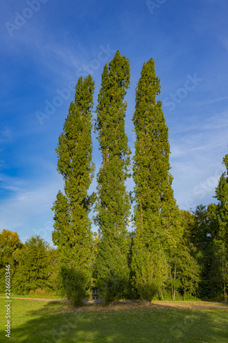 View to lonely tripple trees in Southpark at Duesseldorf City photo
