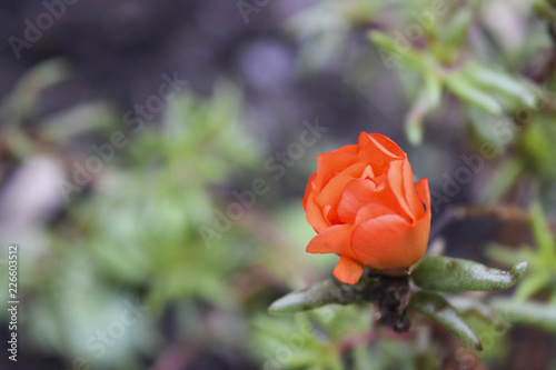 Garden flower with orange petals stone background copy space