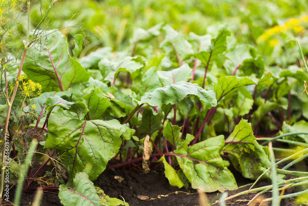 Sea beet, Beta vulgaris subsp. maritima, beetroot, table, garden, red, or golden beet, beet greens are green leaves with purple veins growing from a root crop in the ground. Sea beet, Beta vulgaris subsp. maritima, beetroot, table, garden, red, or golden beet, beet greens are green leaves with purple veins growing from a root crop in the ground.