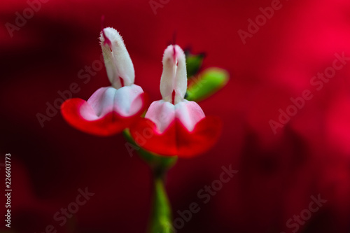 fleurs jumelles photo