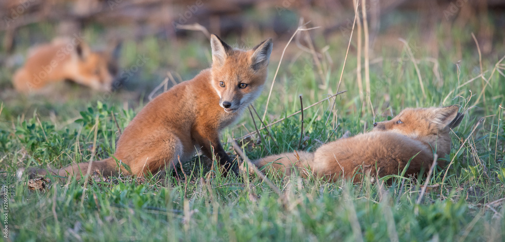 Red fox kits Red fox kits