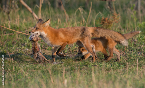 Red fox kits © Jillian