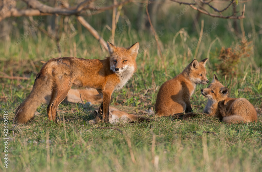 Red fox kits