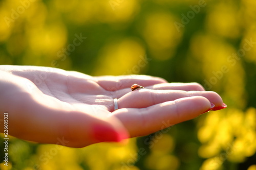 ladybug © Виктор Борисенко