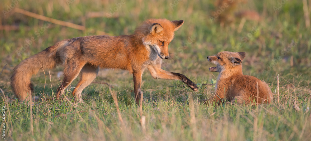Obraz premium Red fox kits