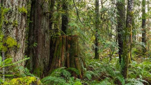 Pacific Northwest Coastal Rainforest 