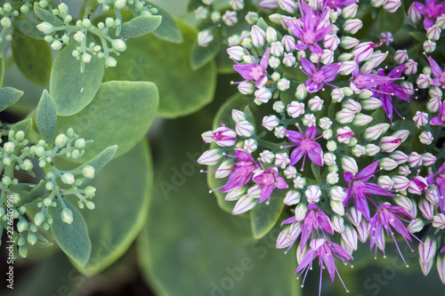 Macro of pink sedum telephium flowers in full bloom, also known as orpine stonecrop. Pests and bugs visible in plant. photo