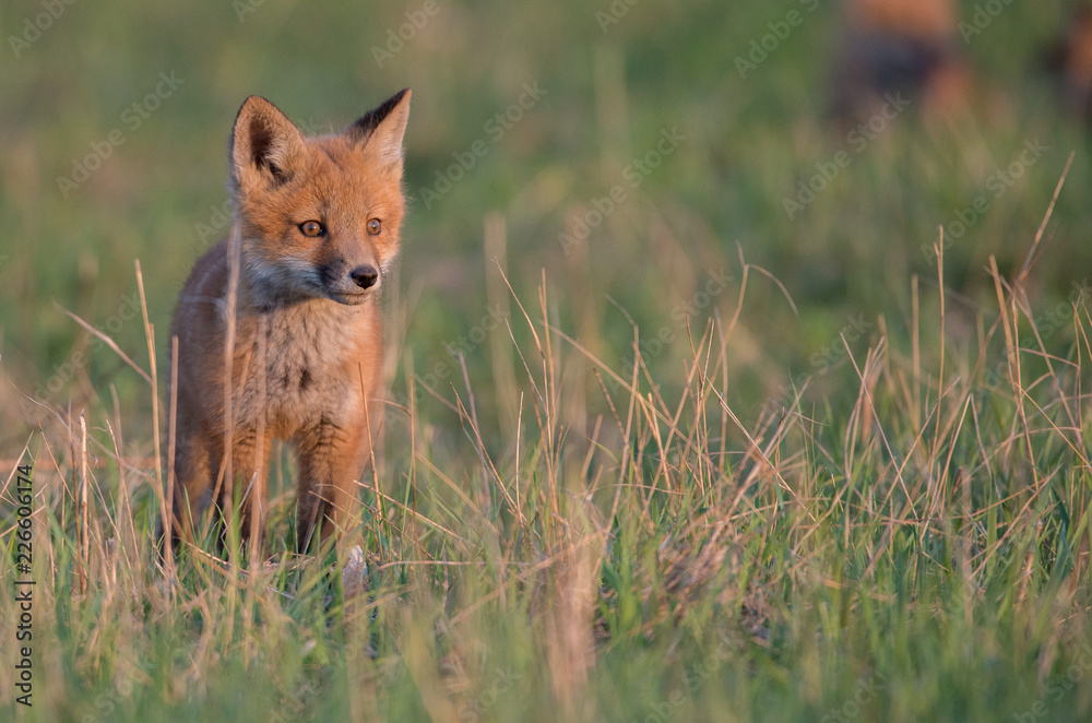 Obraz premium Red fox kits