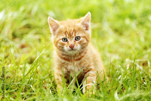 Little kitty in the grass close up