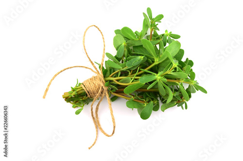 Purslane or Semizotu Traditional European, French, Mexican, Asian and Turkish Salad Snack. Also Wild Portulaca Oleracea, Common Purslane, Verdolaga, Red Root, Pursley. Isolated on White Background. photo