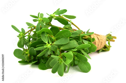 Purslane or Semizotu Traditional European, French, Mexican, Asian and Turkish Salad Snack. Also Wild Portulaca Oleracea, Common Purslane, Verdolaga, Red Root, Pursley. Isolated on White Background. photo