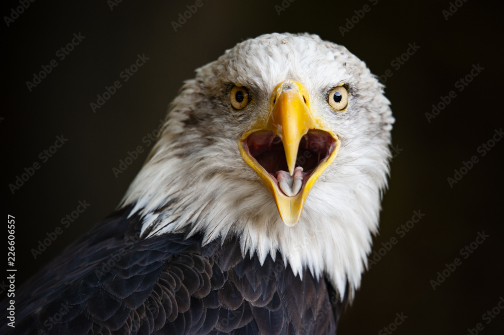 Obraz premium Bliska portret orła bielika (Haliaeetus leucocephalus)