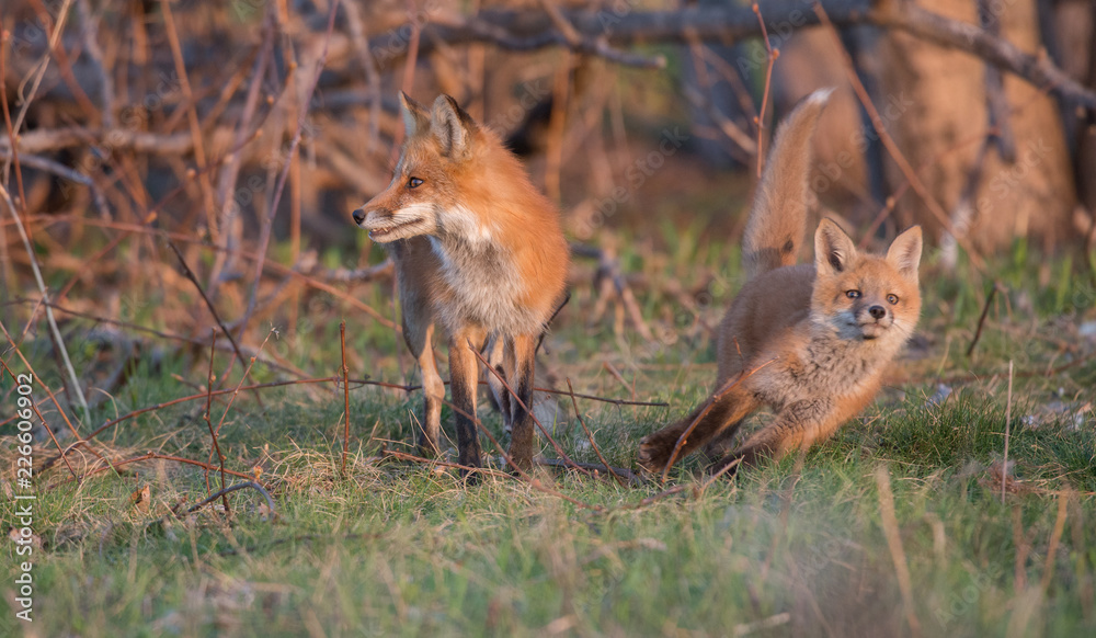 Red fox kits Red fox kits