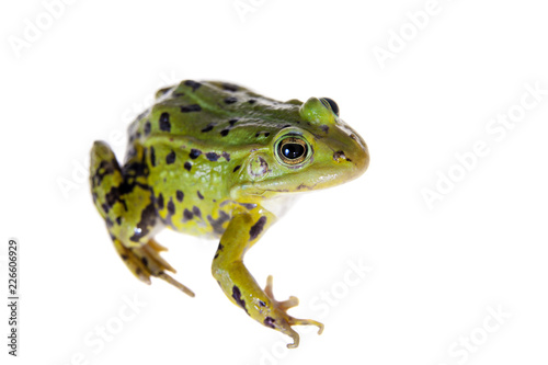Green Pool Frog on white, Pelophylax lessonae