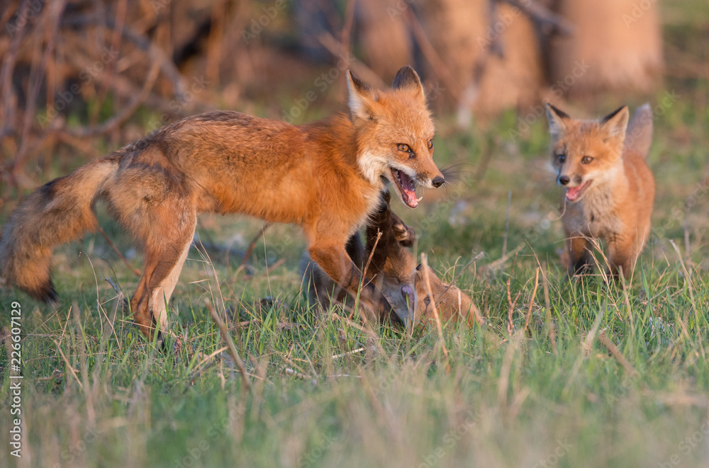 Fototapeta premium Red fox kits