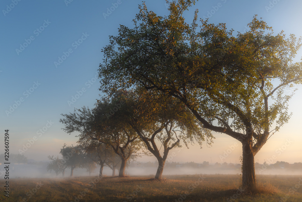 Apple orchard at sunrise in the mist