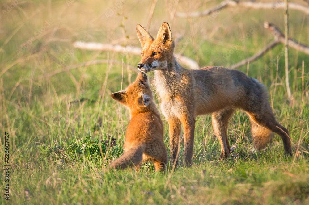 Red fox kits