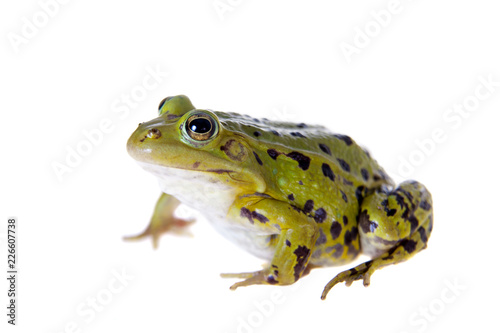 Green Pool Frog on white, Pelophylax lessonae