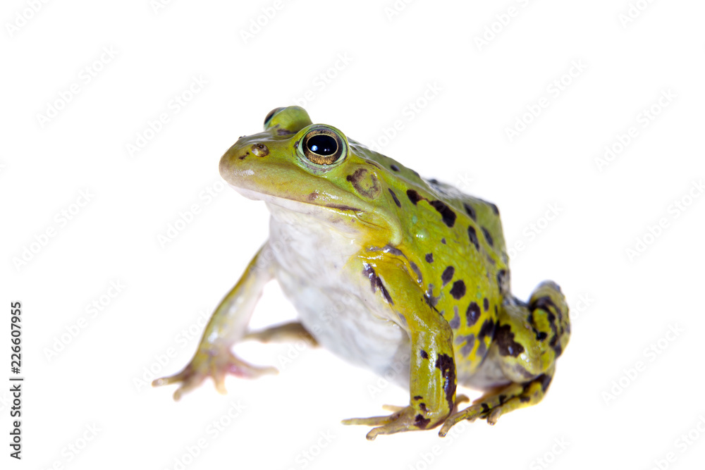 Fototapeta premium Green Pool Frog on white, Pelophylax lessonae