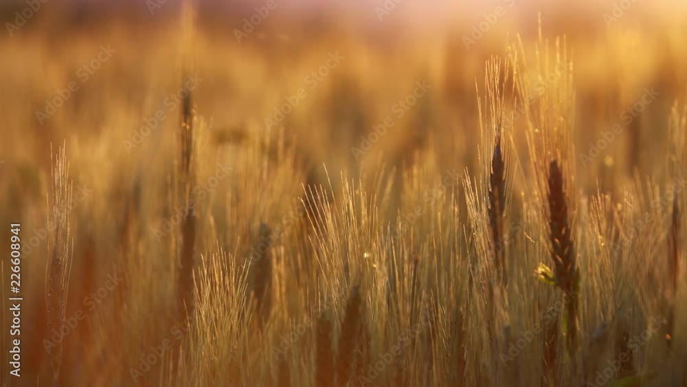 Ears of wheat close up at sunset, 4k Ears of wheat close up at sunset, 4k