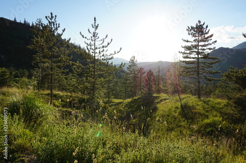 Forêt ensoleillée