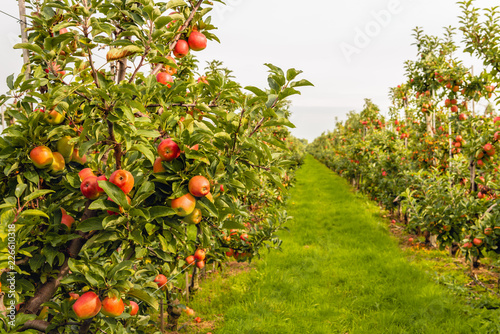 Fotografie Ripe red apples ready to be picked in a modern Dutch  apple orchard with espalie