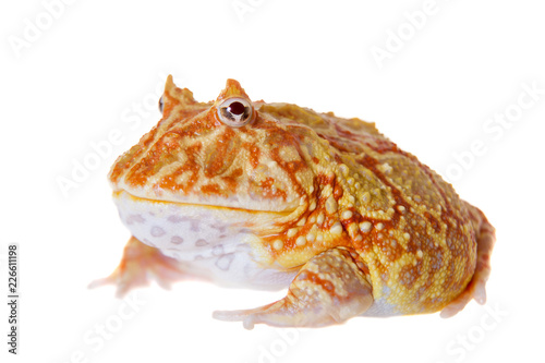 The chachoan horned frog isolated on white
