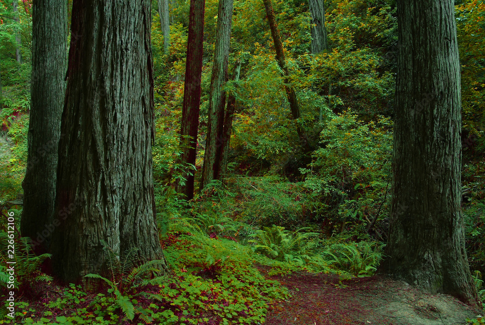 Obraz premium Green Woods