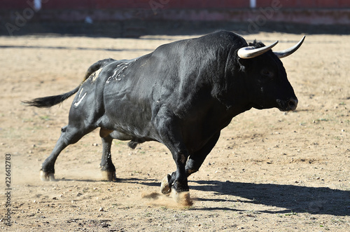 bull running in bullring