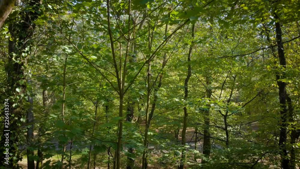 camera moving between trees in the green forest / public park camera moving between trees in the green forest / public park