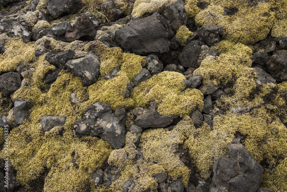 Londrangar Moss and Rocks Closeup Londrangar Moss and Rocks Closeup