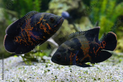 Wall Mural Oscar fish (Astronotus ocellatus)