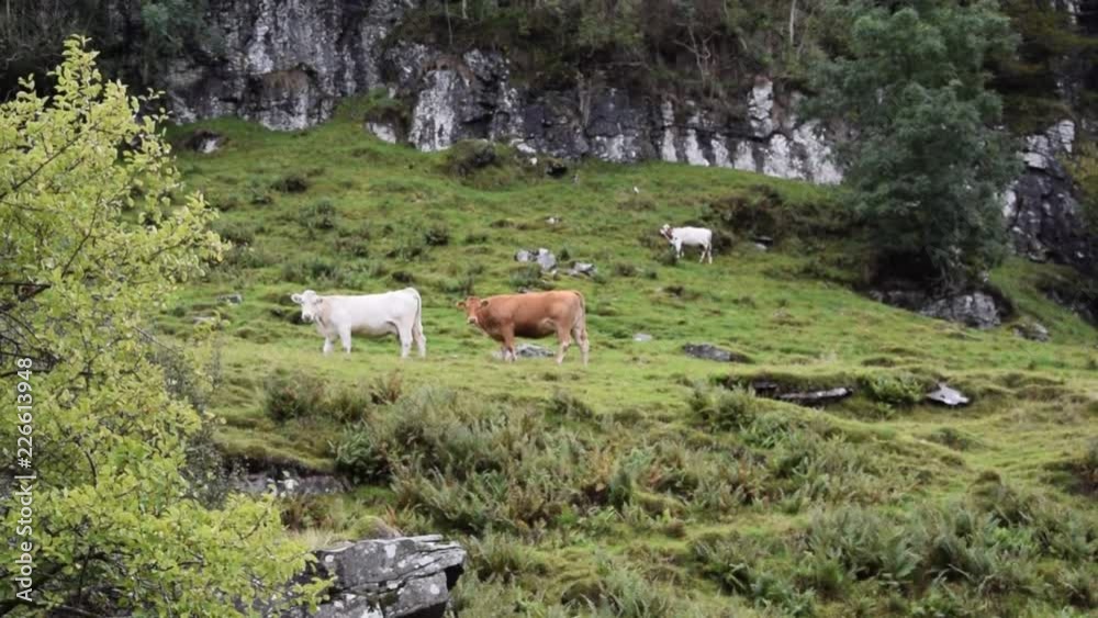 Cows graze on the mountainside. Agriculture in Norway.